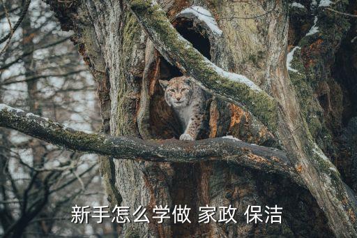 新手怎么学做 家政 保洁