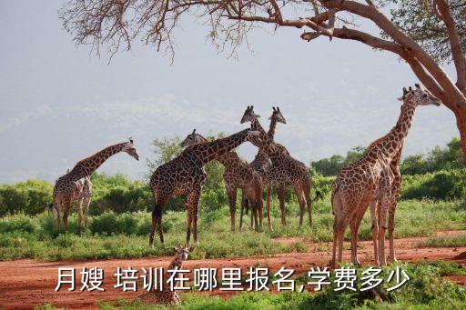 月嫂 培训在哪里报名,学费多少