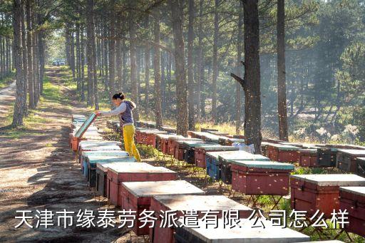 天津市缘泰劳务派遣有限 公司怎么样