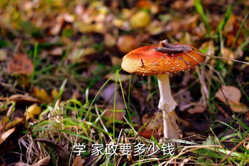 学 家政要多少钱