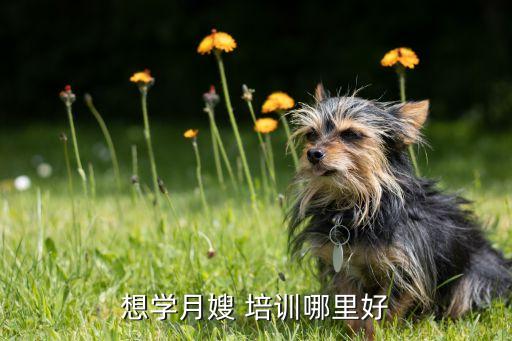 田东家政培训在哪里,月嫂培训哪里报名?