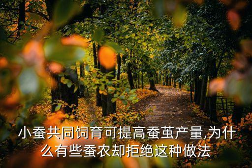  小蚕共同饲育可提高蚕茧产量,为什么有些蚕农却拒绝这种做法